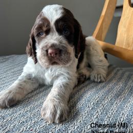 English Springer Spaniel Puppies from Wildwood