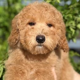 Cassia - Red  female Goldendoodle puppy in Tucson, Arizona from Adored Poodle & Doodles