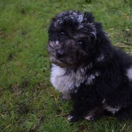 Whisp - Blue merle Aussiedoodle puppy in Seattle, Washington from Clemleth Aussiedoodles