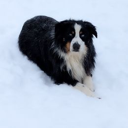 Maserati - Black tri-color male Australian Shepherd puppy in Fultonville, New York from Sandy Aussies & Pomeranians