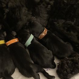 Stella - Cocker Spaniel