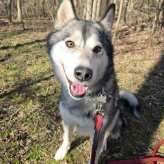 Equoni - Native American Indian Dog