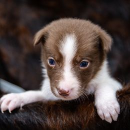 Girl 1 - White and red female Border Collie puppy in Shelbyville, Tennessee from C Horns Ranch Border Collies
