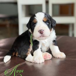 Audi - Tri-color female Bernedoodle puppy in Henry, Illinois from Rowe Farms Doodles
