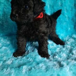 Poodle Puppies from Bea Legend Toy and Mini Poodles