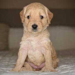 Puppy 5-GREEN Collar (GIRL) - Cream female Goldendoodle puppy in Portland, Oregon from Smith Family Doodles