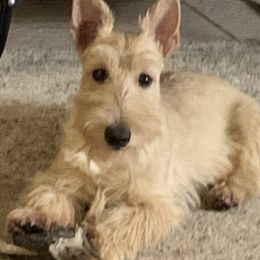 Scottish Terriers from BROOKSTONE SCOTTISH TERRIERS, Ocala Florida