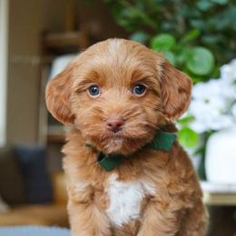 Bumble - Red  male Goldendoodle puppy in Salado, Texas from Red Ranch Dogs