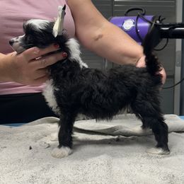 Chinese Crested and Poodle Puppies from BryMar Poodles, Chinese Crested & Russian Toys