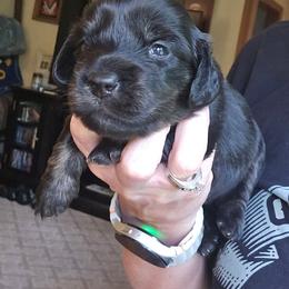 Kai - Black and cream female Dachshund puppy in Eldon, Missouri from Pure Joy Dachshunds