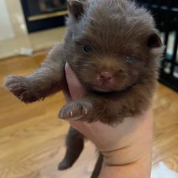 Café - Chocolate male Pomeranian puppy in Randleman, North Carolina from Luxurious Poms