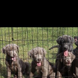 Dilute Retriever and Labrador Retriever Puppies from Silver Labrador of Southern California