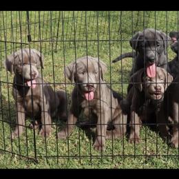 Dilute Retriever and Labrador Retriever Puppies from Silver Labrador of Southern California