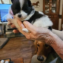 Girl 2 - Black parti female Pomeranian puppy in Germanton, North Carolina from Jenn's NC Lovely Pomeranian's
