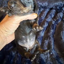 Bow - Black and tan female Dachshund puppy in Tonopah, Arizona from Brandie's Dachshunds
