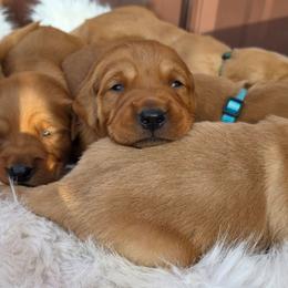 Buddy - Dark golden male Golden Retriever puppy in Lebanon, Oregon from SnowPeakPaws