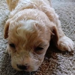 Boy 3 - male Cavapoo puppy in Salisbury, North Carolina from Carolina Canines
