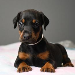 Envy - Black and rust female Doberman Pinscher puppy in Overton, Texas from Obsidian Kennel