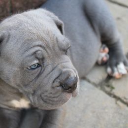 Cane Corso Puppies from Steel Legacy Cane Corso