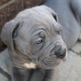 Cane Corso Puppies from Steel Legacy Cane Corso