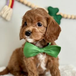 Black - Red  male Goldendoodle puppy in Hesperia, Michigan from Red Acres Poodles & Doodles