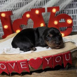 Boy 3. Black and tan - Black and tan male Dachshund puppy in Bald Knob, Arkansas from Victoria’s Dachshunds