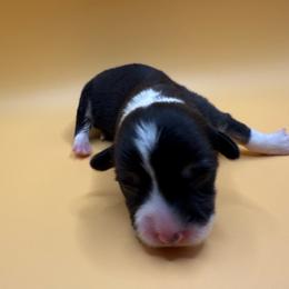 Ohio - Black and white female American Corgi puppy in Scottown, Ohio from Wyndy Ridge Corgis