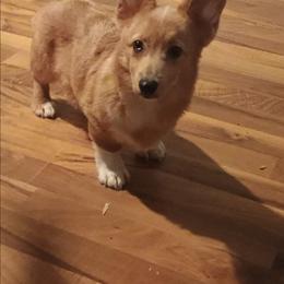 Red merle with blue marbling in eyes - Red merle and white male American Corgi puppy in Pioneer, Michigan from Country Corners Corgis