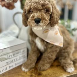 Cavapoo Puppies from Mustard Seed Cava Co.