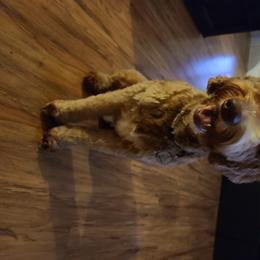Riley  - Goldendoodle