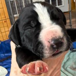 Black mantle - Black and white female Great Dane puppy in Greenville, South Carolina from Allen’s Ridge Ranch