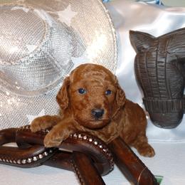 Blaze - Red  male Poodle puppy in Fort Salonga, New York from Blues Performance Poodles