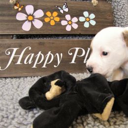 Jack Russell Terrier Puppies from Spritely Jack Russell Terriers