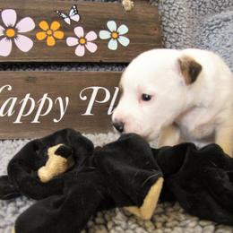 Jack Russell Terrier Puppies from Spritely Jack Russell Terriers