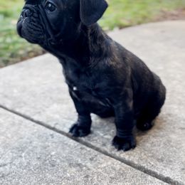 French Bulldog Puppies from Elite Frenchies of NC