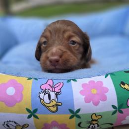 Cola - Chocolate male Dachshund puppy in Lady Lake, Florida from K Rae's Dachshunds