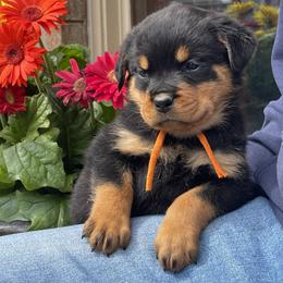 V Stella vom Blaurasen - Black and mahogany female Rottweiler puppy in Burlington, Kentucky from vom Blaurasen Rottweilers