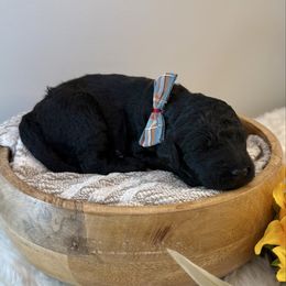 Pugsley Addams - Black male Labradoodle puppy in Adams, Nebraska from Boxcar Doodles and Poodles