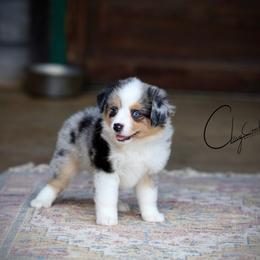 Cha Cha - Blue merle female Miniature Australian Shepherd puppy in Prague, Oklahoma from Clay Creek Aussies