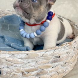 Tommy - Tricolors male French Bulldog puppy in Sterling Heights, Michigan from Freshwater Frenchies