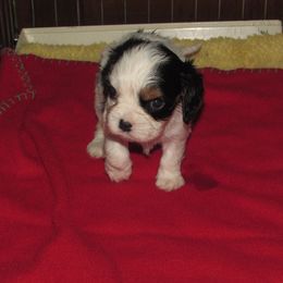Boy 2 - Tri-color male Cavalier King Charles Spaniel puppy in Harvard, Illinois from Lori's Cavalier King Charles Spaniels & Dachshunds