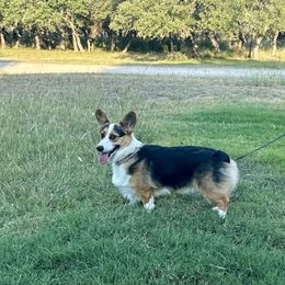 Walker - Black and tan male Pembroke Welsh Corgi puppy in Johnson City, Texas from McCall Creek Corgis