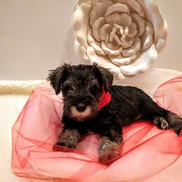 Miniature Schnauzer Puppies from Hall Miniature Schnauzers