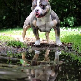 American Bully Puppies from Sky River Bullies