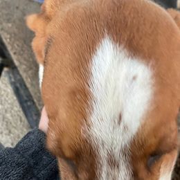 Target - Basset Hound