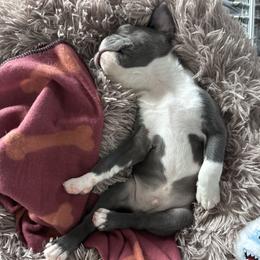 Boston Terrier Puppies from SB Bostons