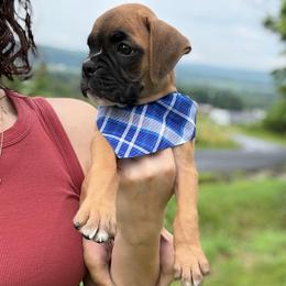 Kickin Roosters Buzz (Black Collar) - Fawn male Boxer puppy in Alpine, New York from Kickin Rooster AKC Boxers