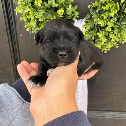 Green Boy - Black and silver male Miniature Schnauzer puppy in Oneonta, Alabama from Murphree Valley Kennels