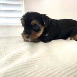 Angel - Black and tan female Yorkshire Terrier puppy in Carencro, Louisiana from Ledet’s Yorkies