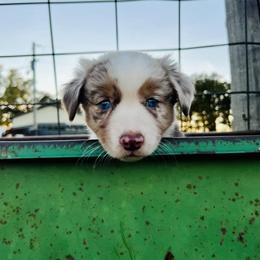 Miniature Australian Shepherd Puppies from Broken T Australian Shepherds